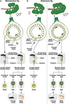 Interactions Between Figs and Gall-Inducing Fig Wasps: Adaptations, Constraints, and Unanswered Questions